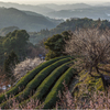 里山の春景2