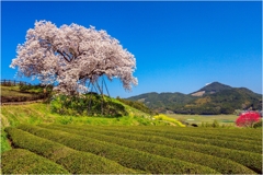 一本桜に魅せられて（納戸料の百年桜）