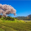 一本桜に魅せられて（納戸料の百年桜）