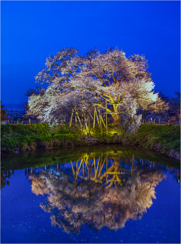 一本桜に魅せられて（浅井の一本桜）2