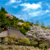 一本桜に魅せられて（古民家の桜）