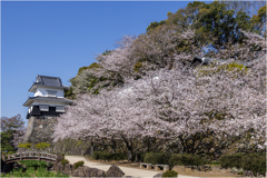 桜咲く玖島城址3