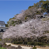 桜咲く玖島城址3