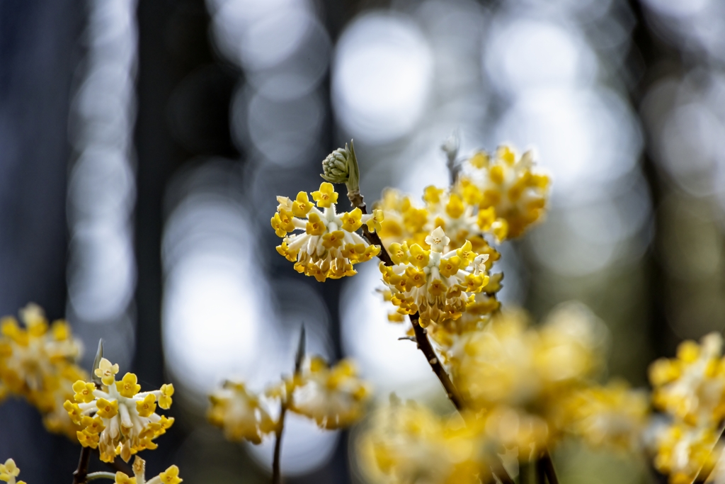 みつまたの花