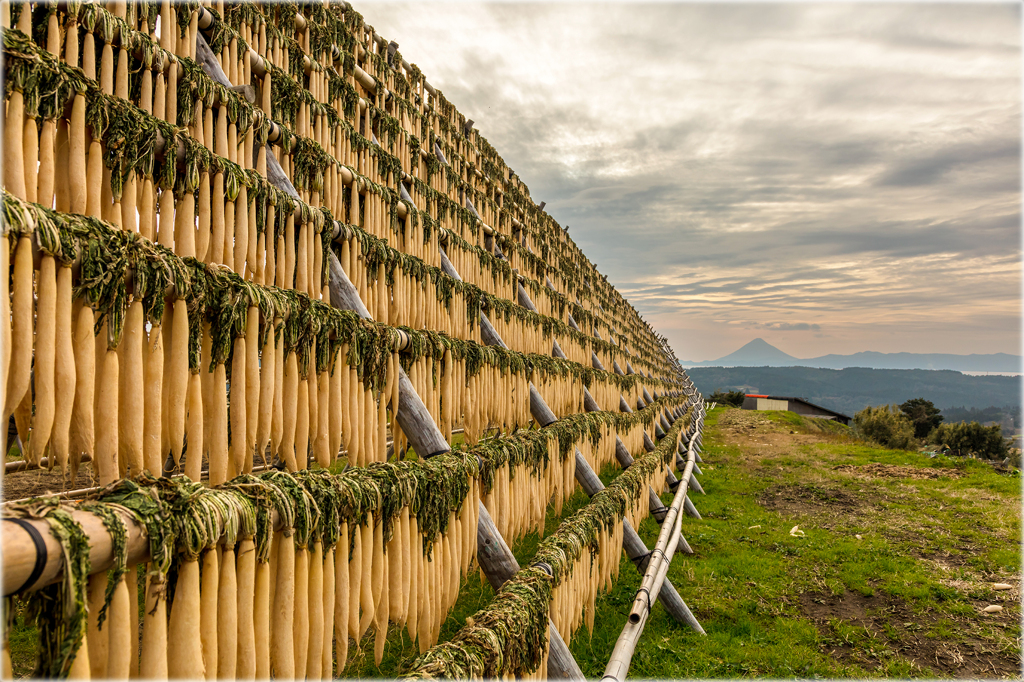 だいこん干し