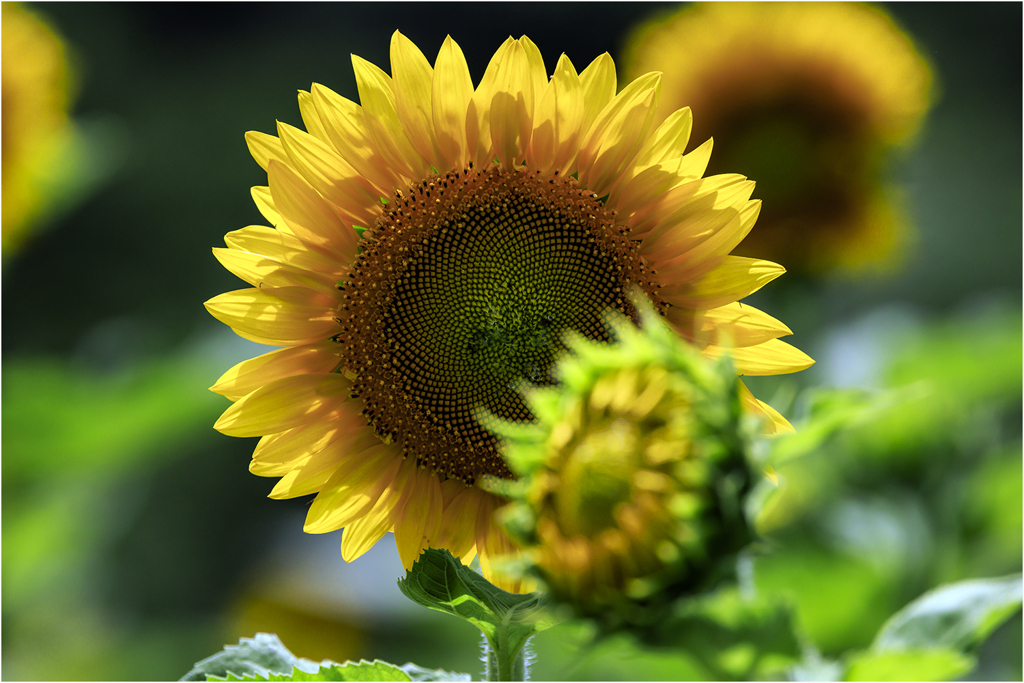 夏の花ひまわり