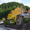 通りすがりの秋景