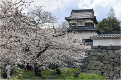 福岡城址の桜5