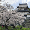 福岡城址の桜5