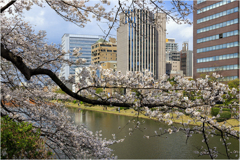 桜咲く2