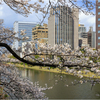 桜咲く2