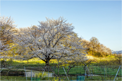 柿畑と桜2