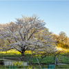 柿畑と桜2