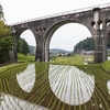 田植えの頃