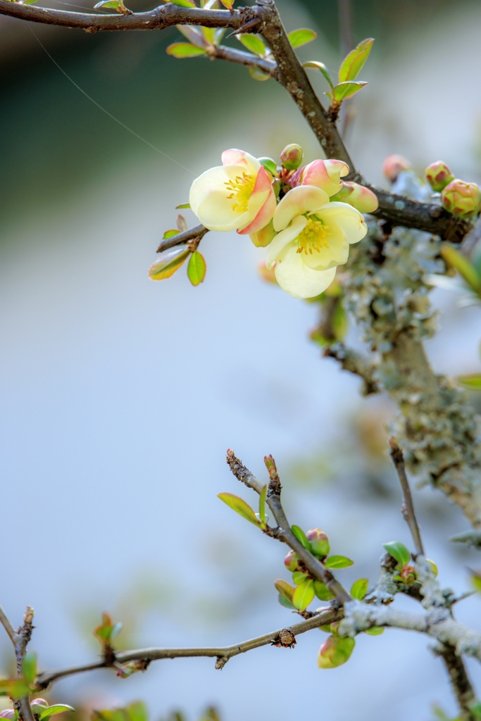 ボケの花