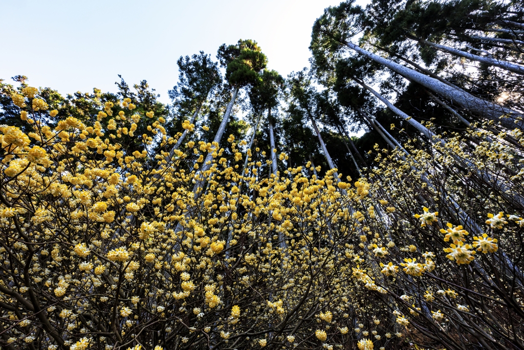ミツマタの花