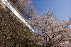 城壁と桜