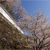 城壁と桜