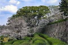 福岡城址の桜2