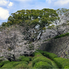 福岡城址の桜2