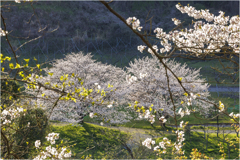 桜の咲く風景3
