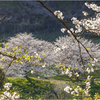 桜の咲く風景3