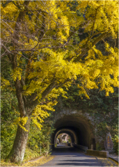 銀杏のある風景2