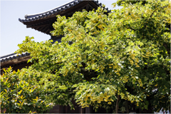菩提樹3