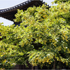 菩提樹3