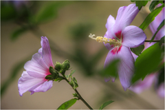 芙蓉