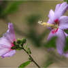 芙蓉