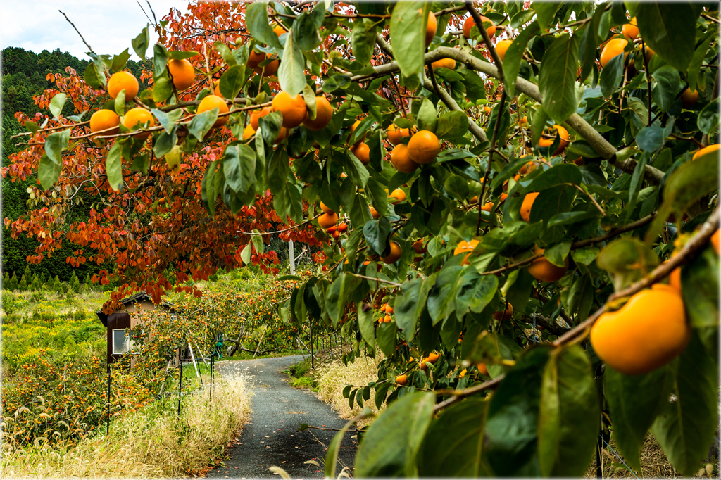 晩秋の柿畑