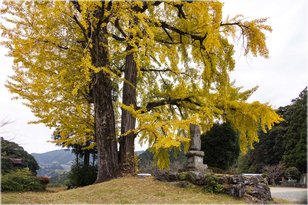 村の鎮守の大銀杏
