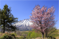 北国の桜