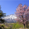 北国の桜