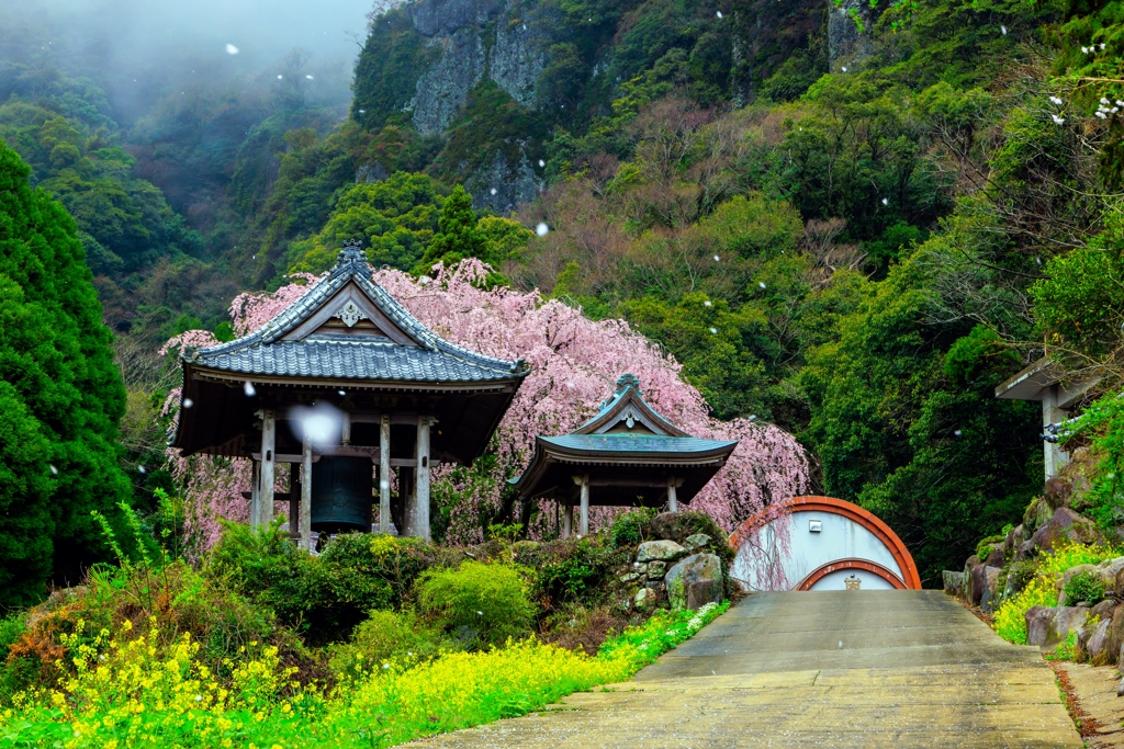 実相院の枝垂れ桜