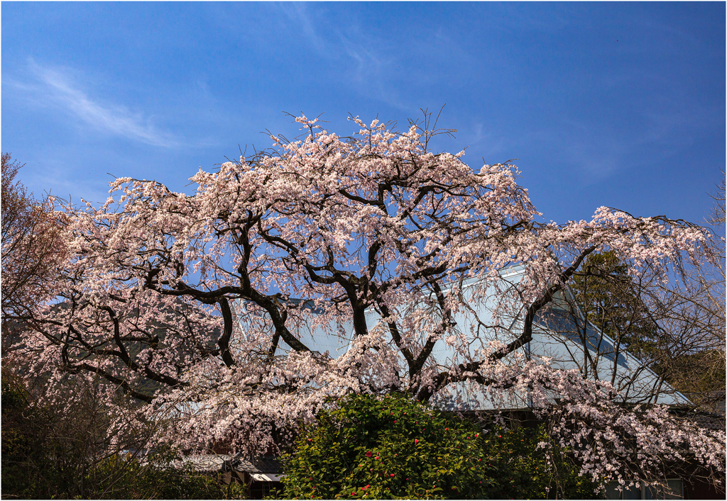 一本桜に魅せられて1-2