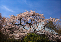 一本桜に魅せられて1-2