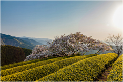 一本桜に魅せられて（遠山桜）3