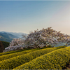 一本桜に魅せられて（遠山桜）3