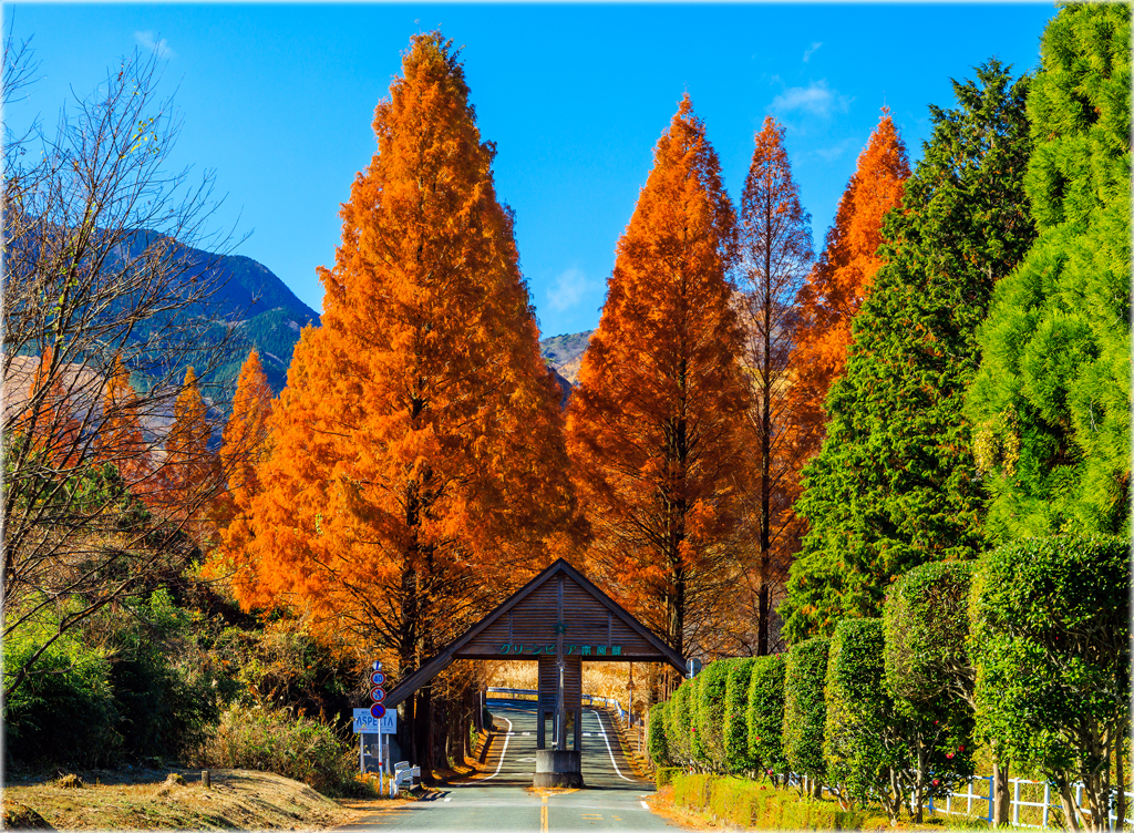 秋のメタセコイヤ