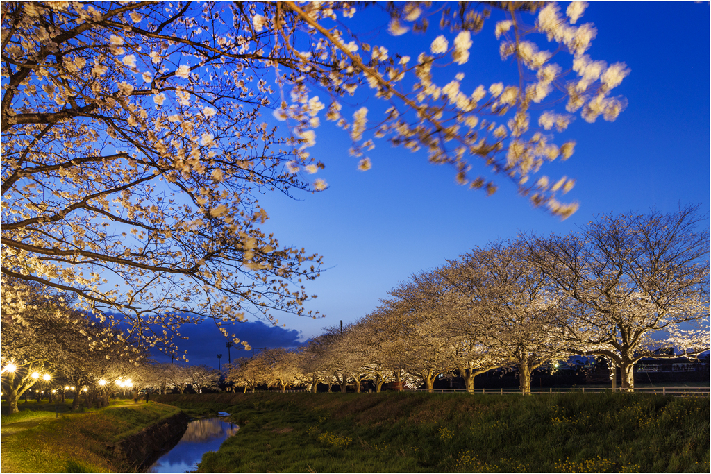 夜桜