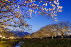 夜桜