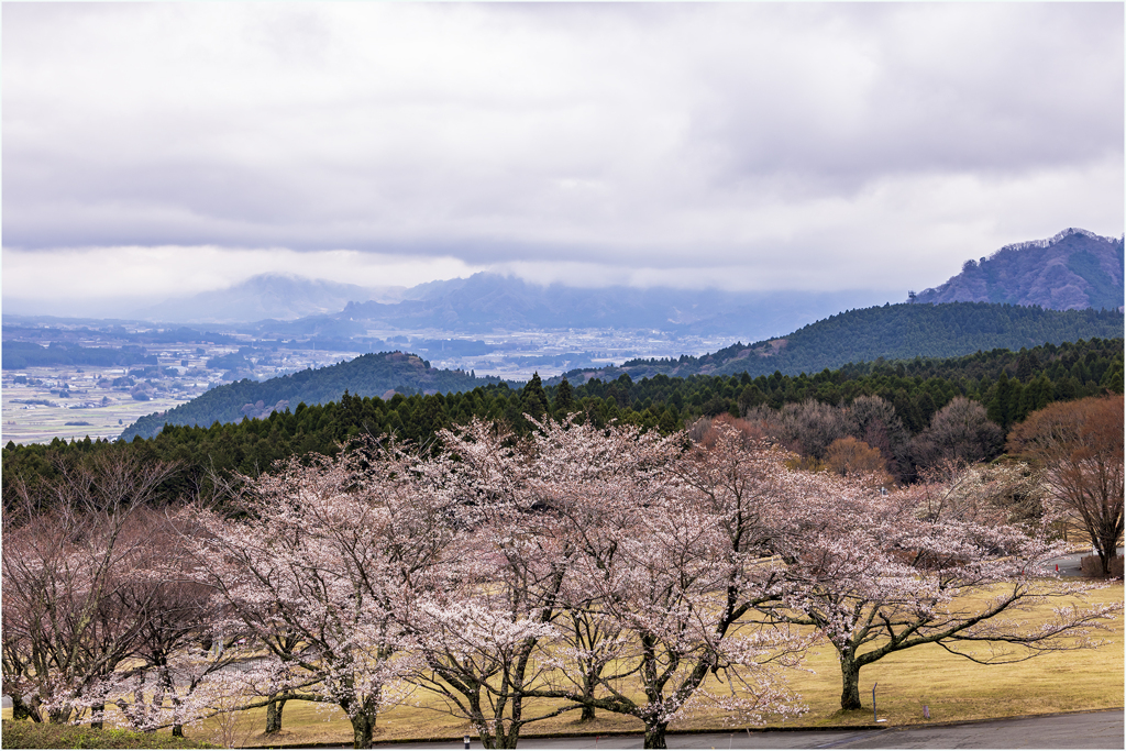 桜を求めて3