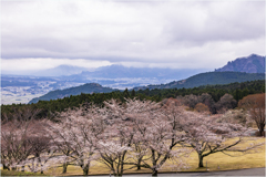 桜を求めて3