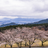 桜を求めて3