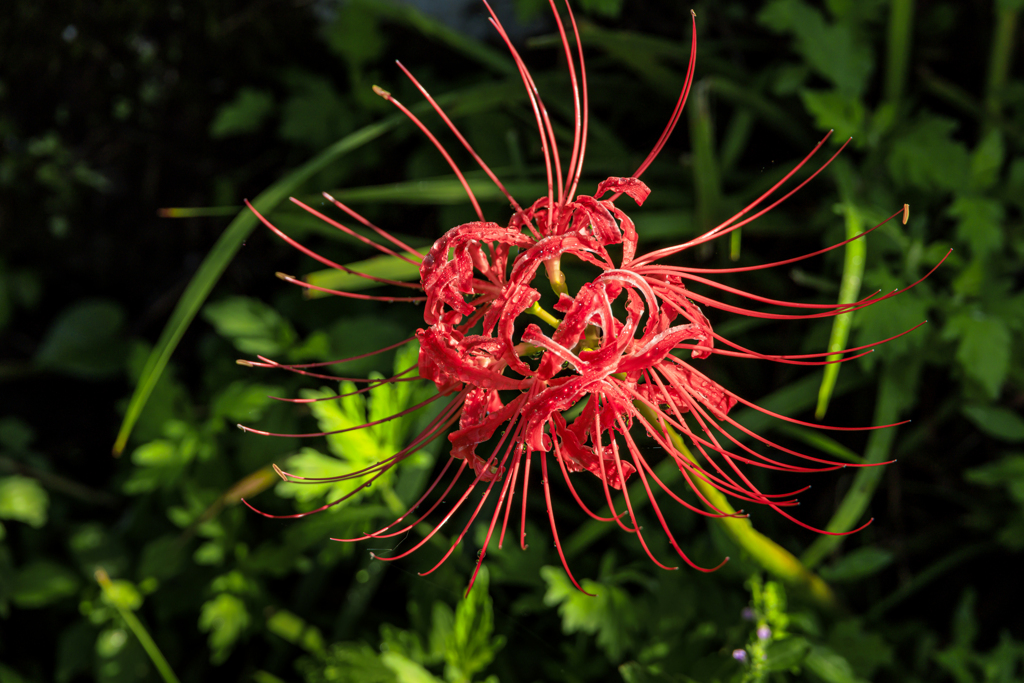 曼珠沙華2
