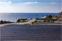 じゃがいも畑と灯台