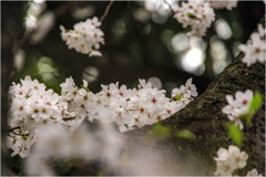桜の季節2