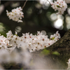 桜の季節2